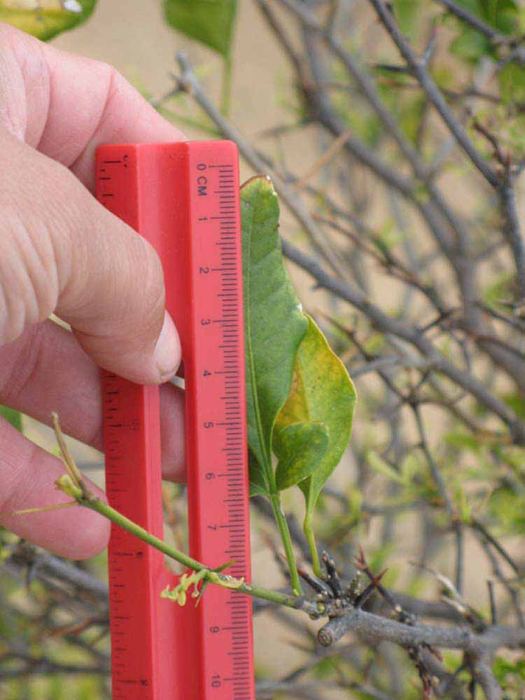              Trifoliolate leaf (Riverside, CA)       